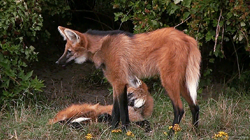 maned wolf