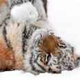 tigers