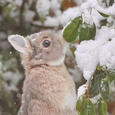 bunnies, rabbits & hares