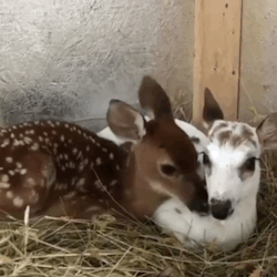 deer