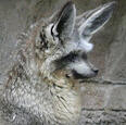 bat-eared fox